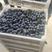 优质蓝莓大量供货来克西，优瑞卡，品种齐全全国发货