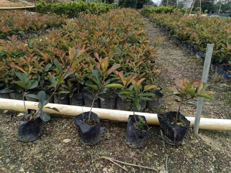红叶石楠小袋中袋基地直销质量优质，欢迎老板来电咨询合作