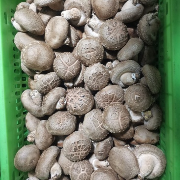 精品大白
