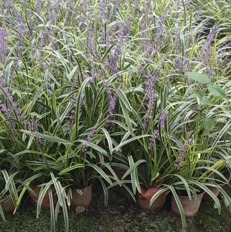 金边阔叶麦冬，公园庭院别墅地被植物，耐寒易种植