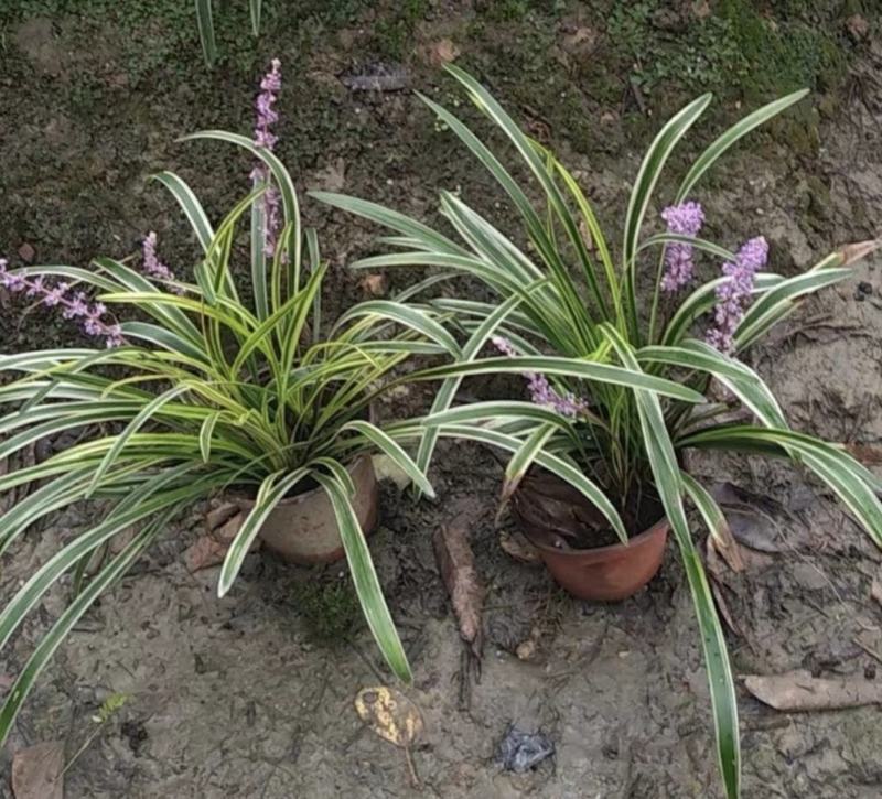 金边阔叶麦冬，公园庭院别墅地被植物，耐寒易种植