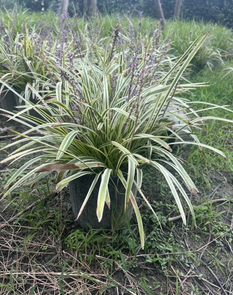 金边阔叶麦冬，公园庭院别墅地被植物，耐寒易种植