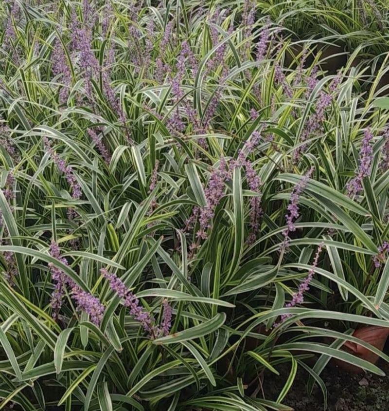 金边阔叶麦冬，公园庭院别墅地被植物，耐寒易种植