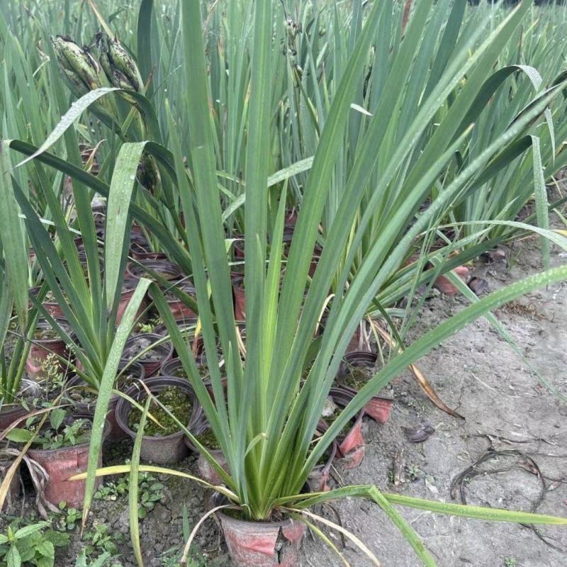 黄菖蒲，水生植物，湿地绿化池塘河边种植，观赏性高