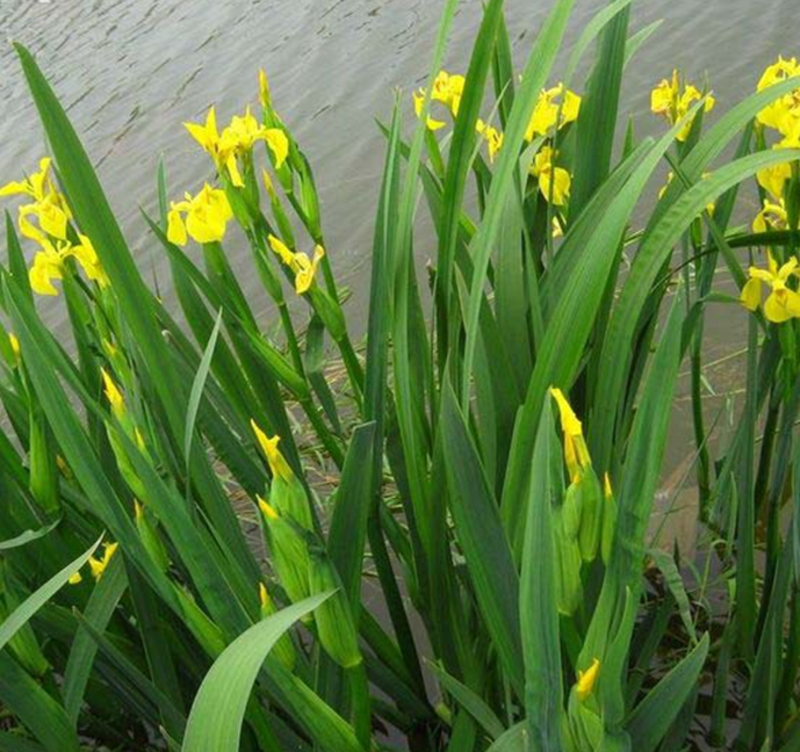 黄菖蒲，水生植物，湿地绿化池塘河边种植，观赏性高