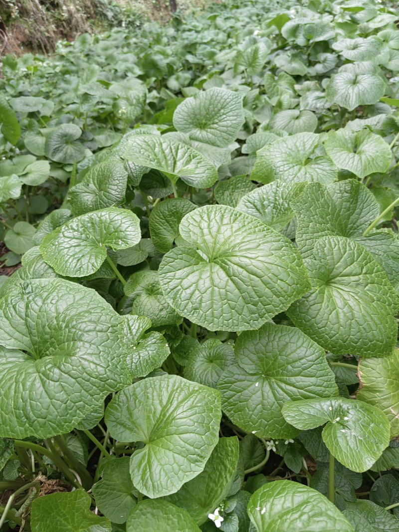 山葵叶片