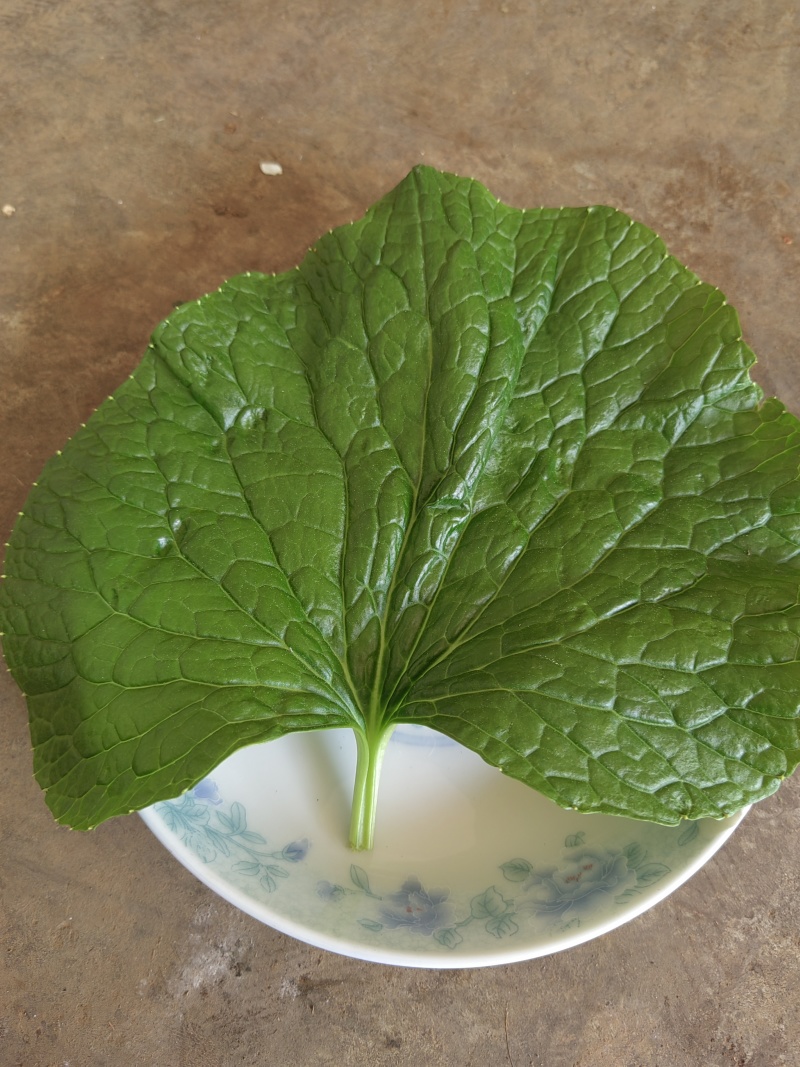 山葵叶片