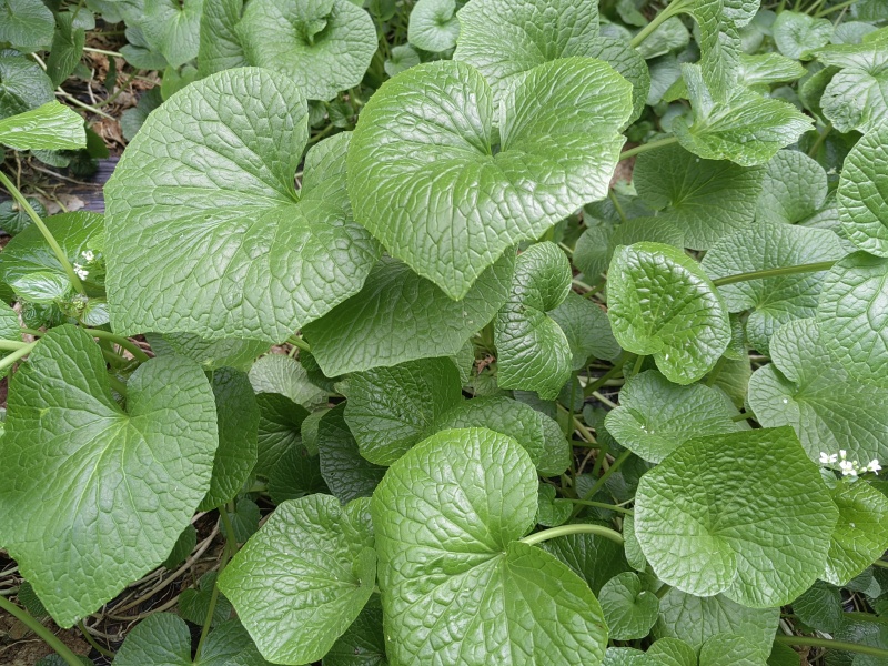 山葵叶片