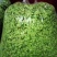 平顶山【榆钱】产地直发一手优质野菜新鲜现采现摘！