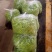 平顶山【榆钱】产地直发一手优质野菜新鲜现采现摘！