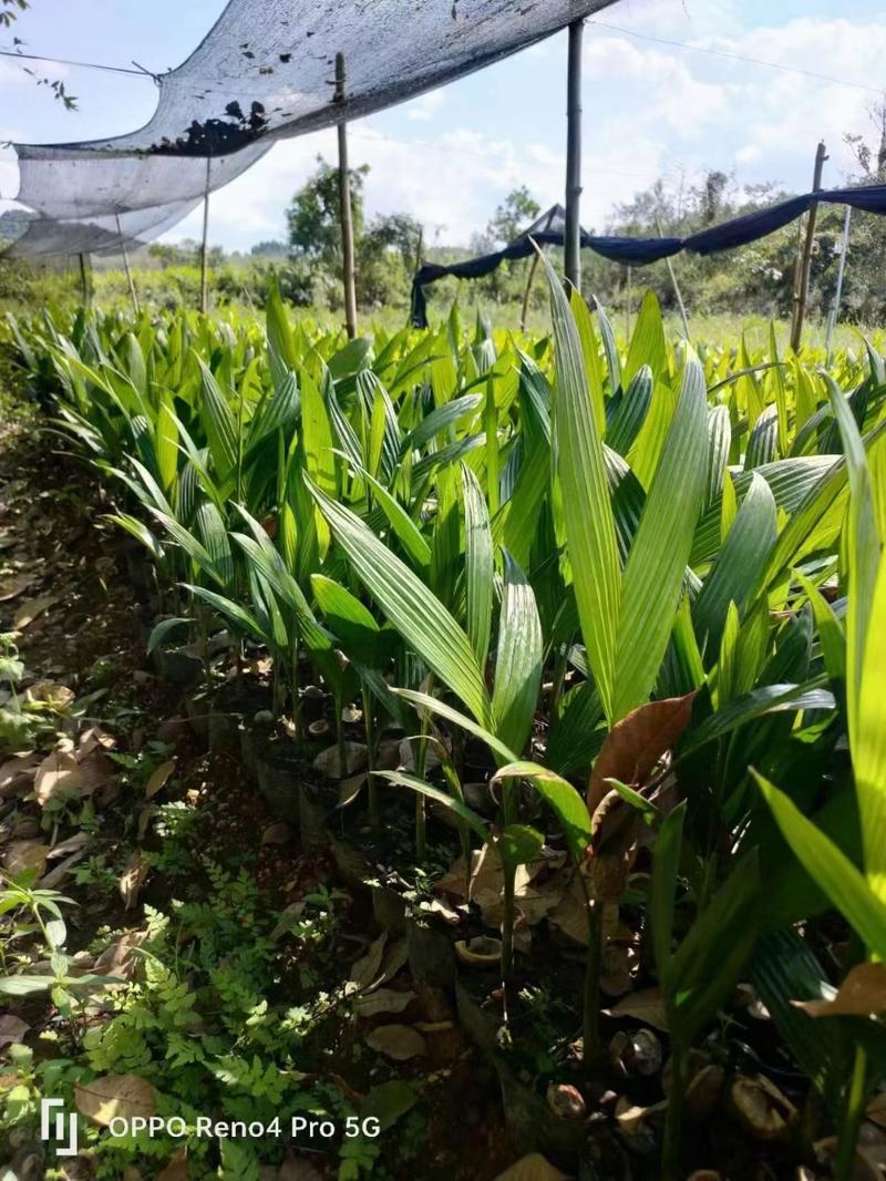 海南槟榔自留种苗产量稳定行情稳定收入稳定