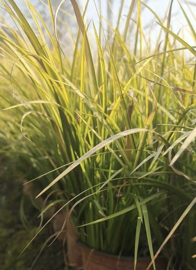 金叶石菖蒲，常绿植物，观赏草，规格齐全，基地直发