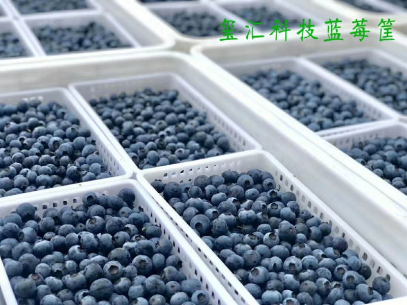 2两蓝莓小筐中板