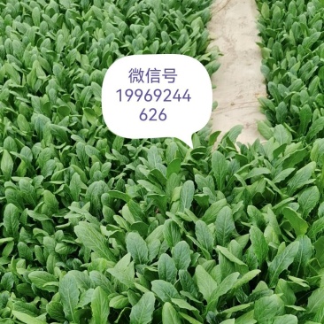 油麦菜苗