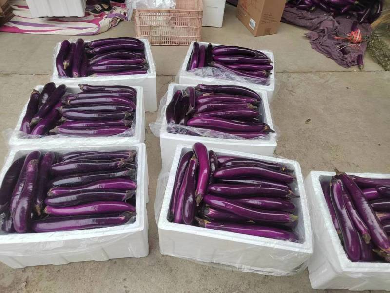 河南一手货源长茄子对接全国市场量大从优欢迎采购热卖中
