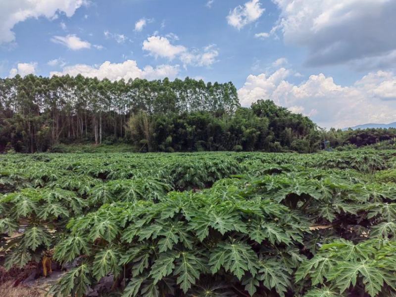 【包邮十斤装】广东惠州产地直发红心水果木瓜，甘甜可口味好