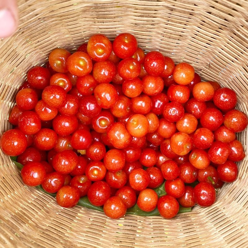 【实力推荐】四川攀枝花精品小樱桃脆甜爽口对接商超电商