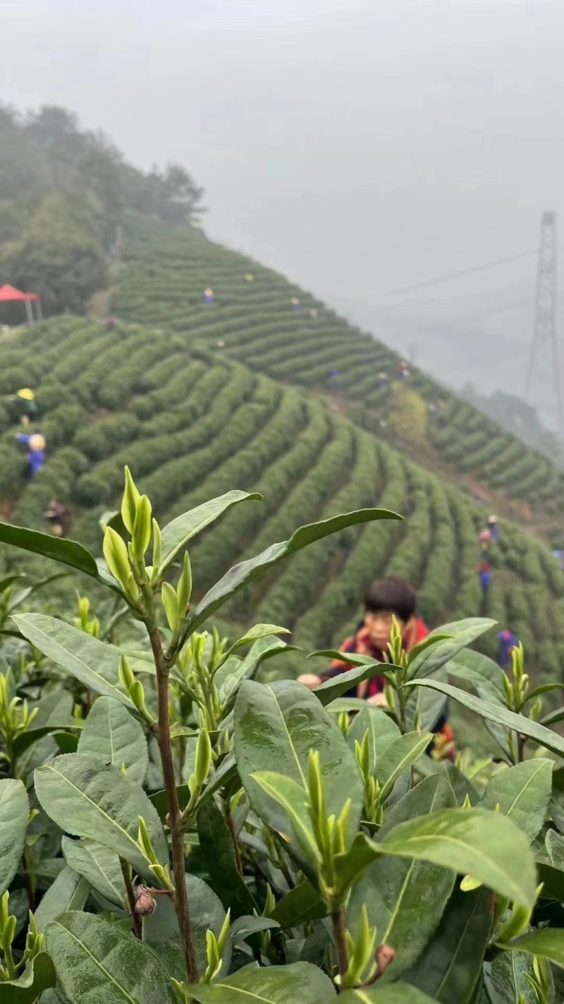 安吉白茶茶叶