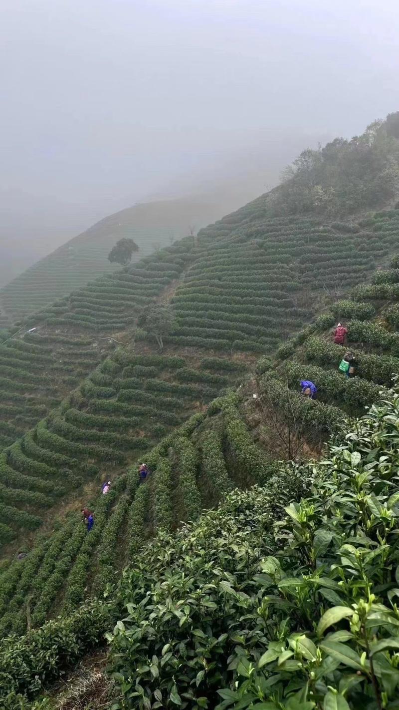 安吉白茶茶叶