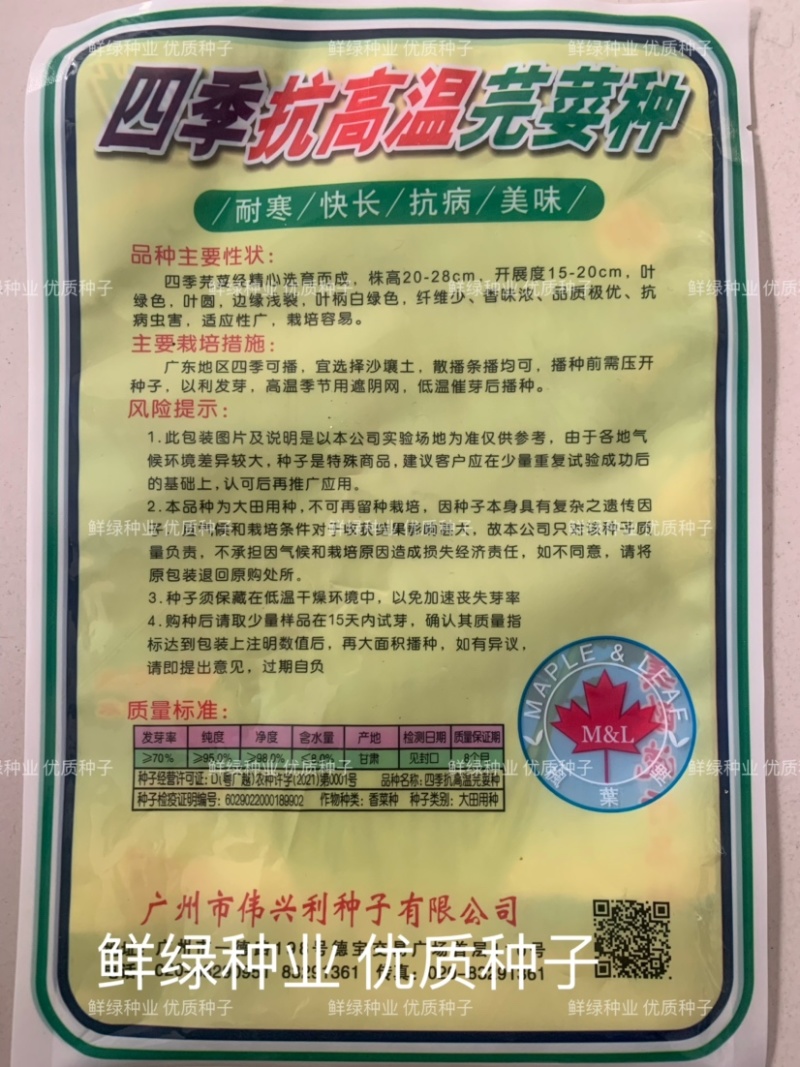 原装进口香菜种子抗热耐寒耐抽苔生长快香味浓