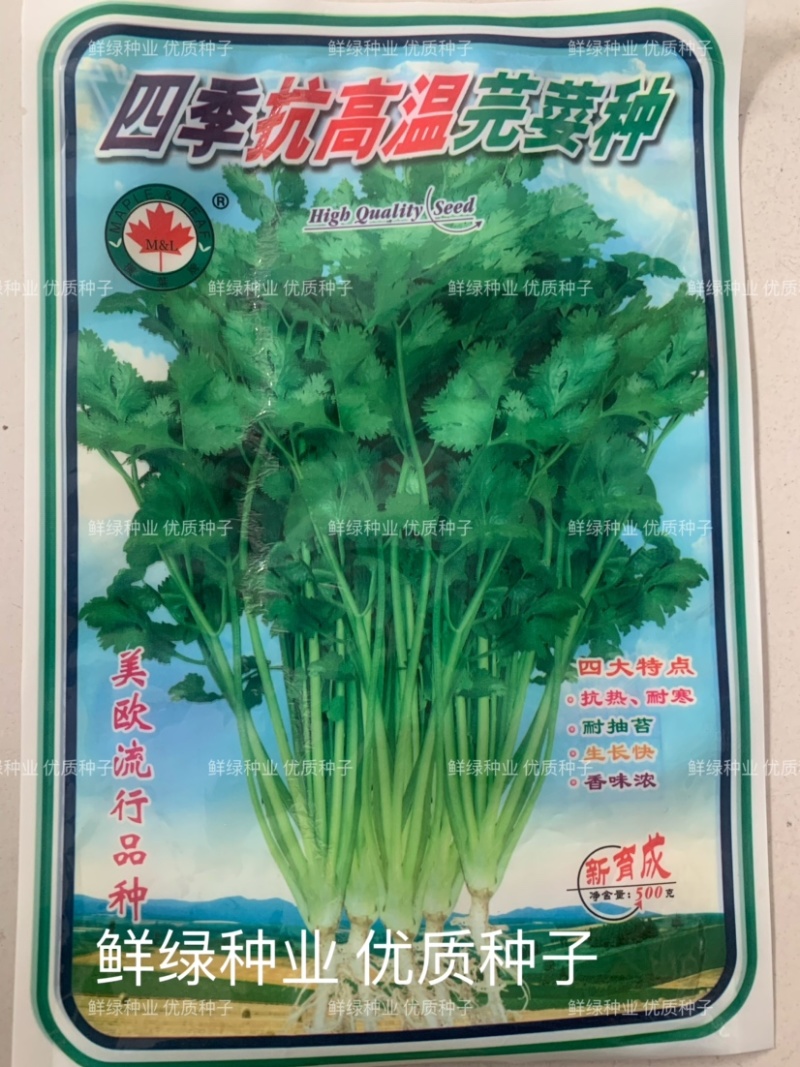 原装进口香菜种子抗热耐寒耐抽苔生长快香味浓