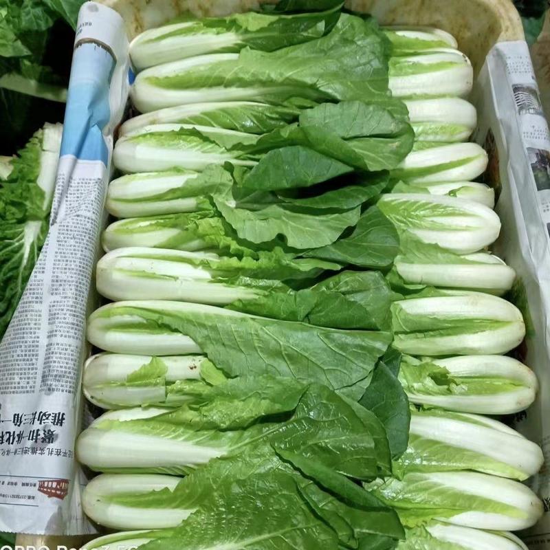 【精品】山东曹县优质奶白菜，大量有货，品质好，精品叶菜