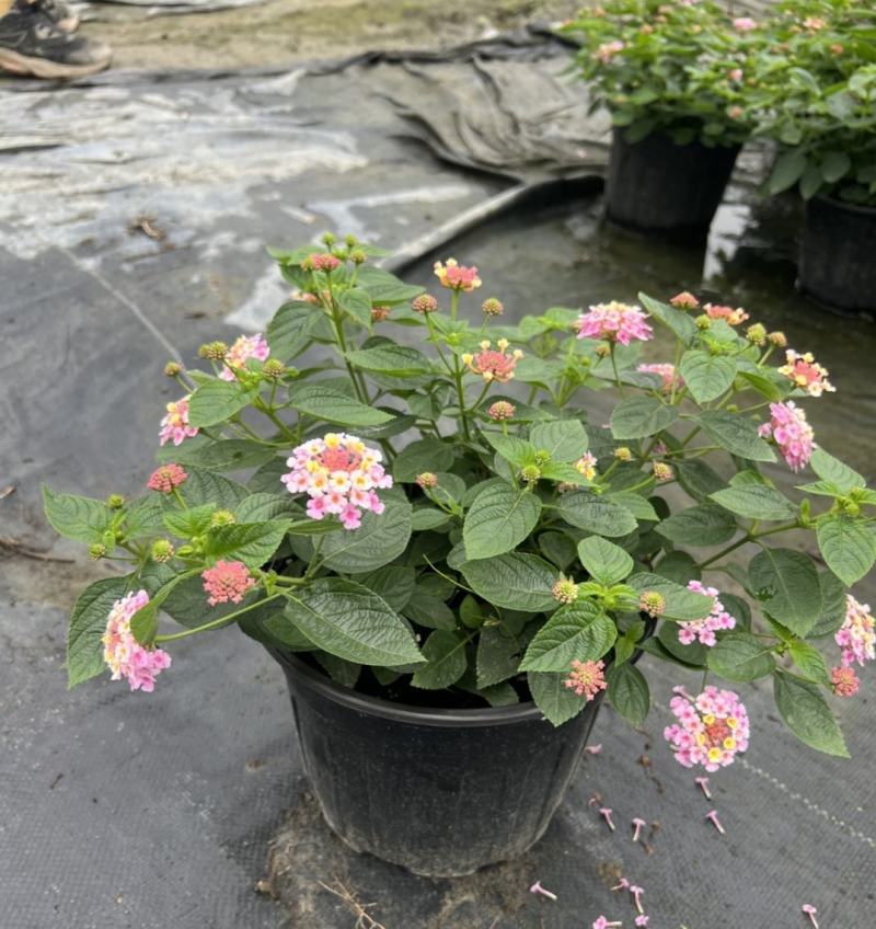 苗圃出售五色梅，五彩花花色美丽，观赏性好，基地直发