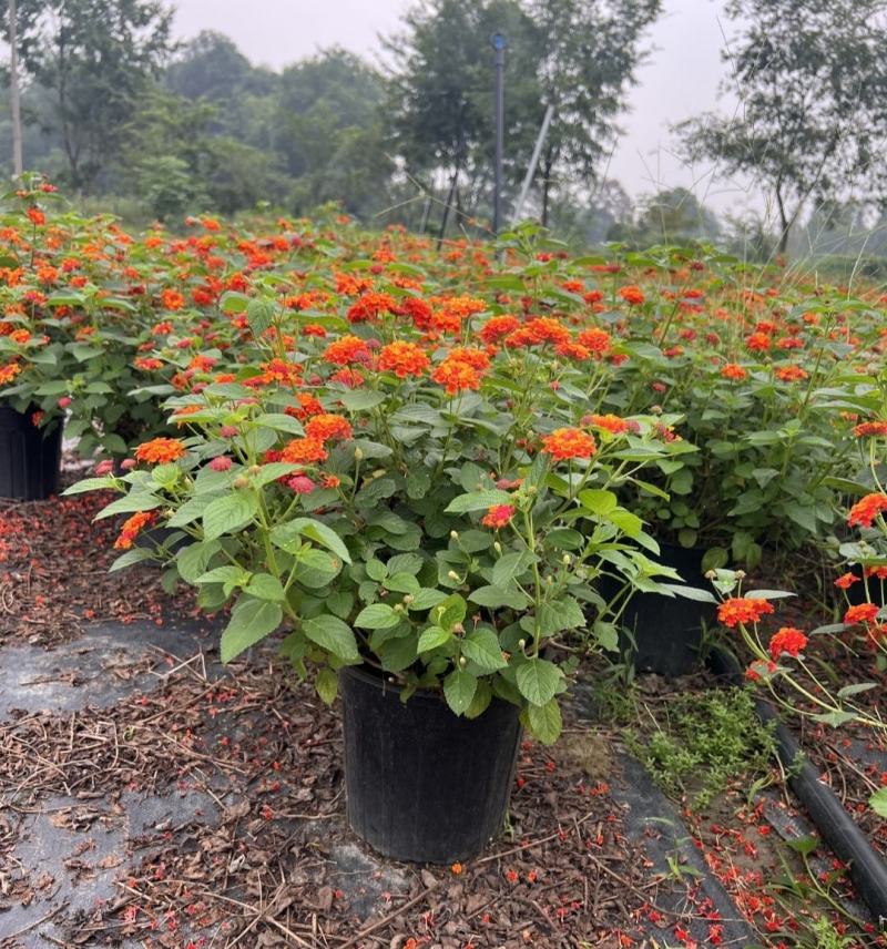 苗圃出售五色梅，五彩花花色美丽，观赏性好，基地直发