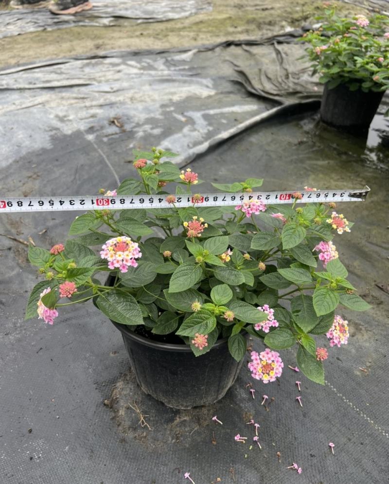苗圃出售五色梅，五彩花花色美丽，观赏性好，基地直发