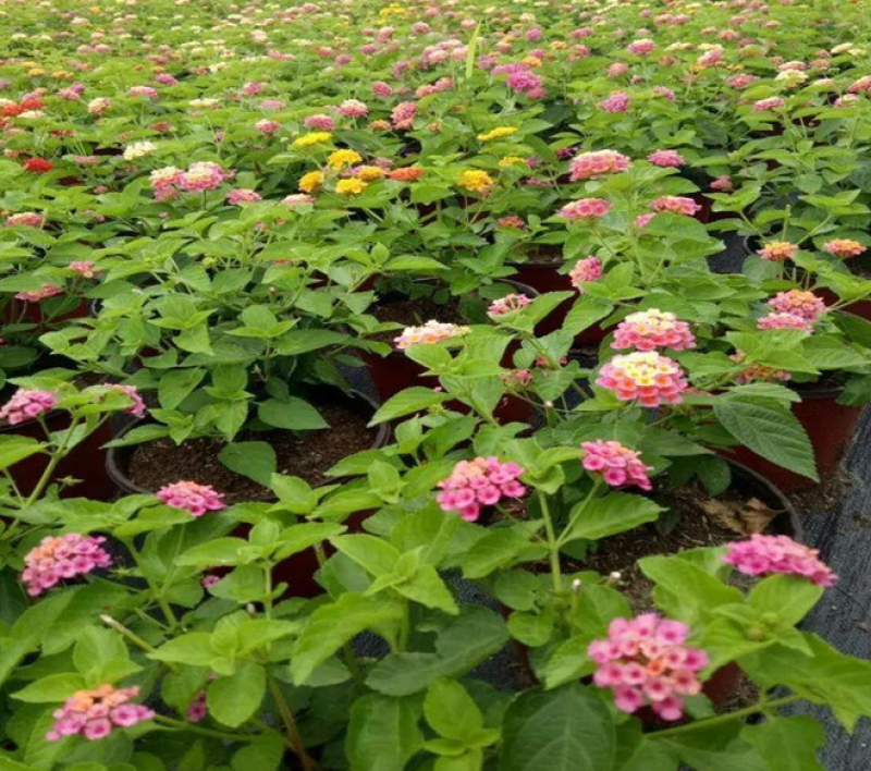 苗圃出售五色梅，五彩花花色美丽，观赏性好，基地直发