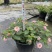 苗圃出售五色梅，五彩花花色美丽，观赏性好，基地直发