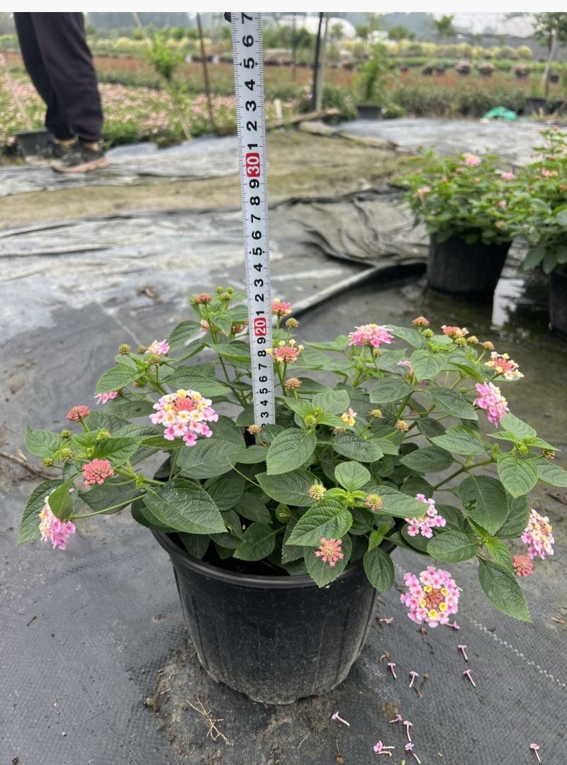 苗圃出售五色梅，五彩花花色美丽，观赏性好，基地直发