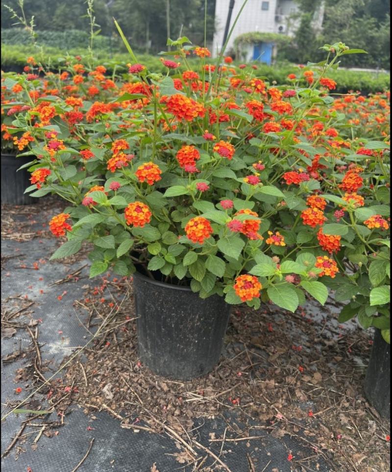 苗圃出售五色梅，五彩花花色美丽，观赏性好，基地直发