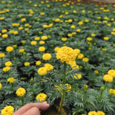 孔雀草出货啦