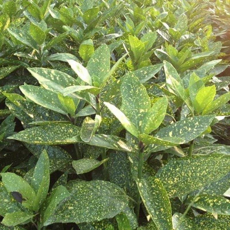 洒金珊瑚，常绿植物，庭院小区造景植物，易成活，规格齐全