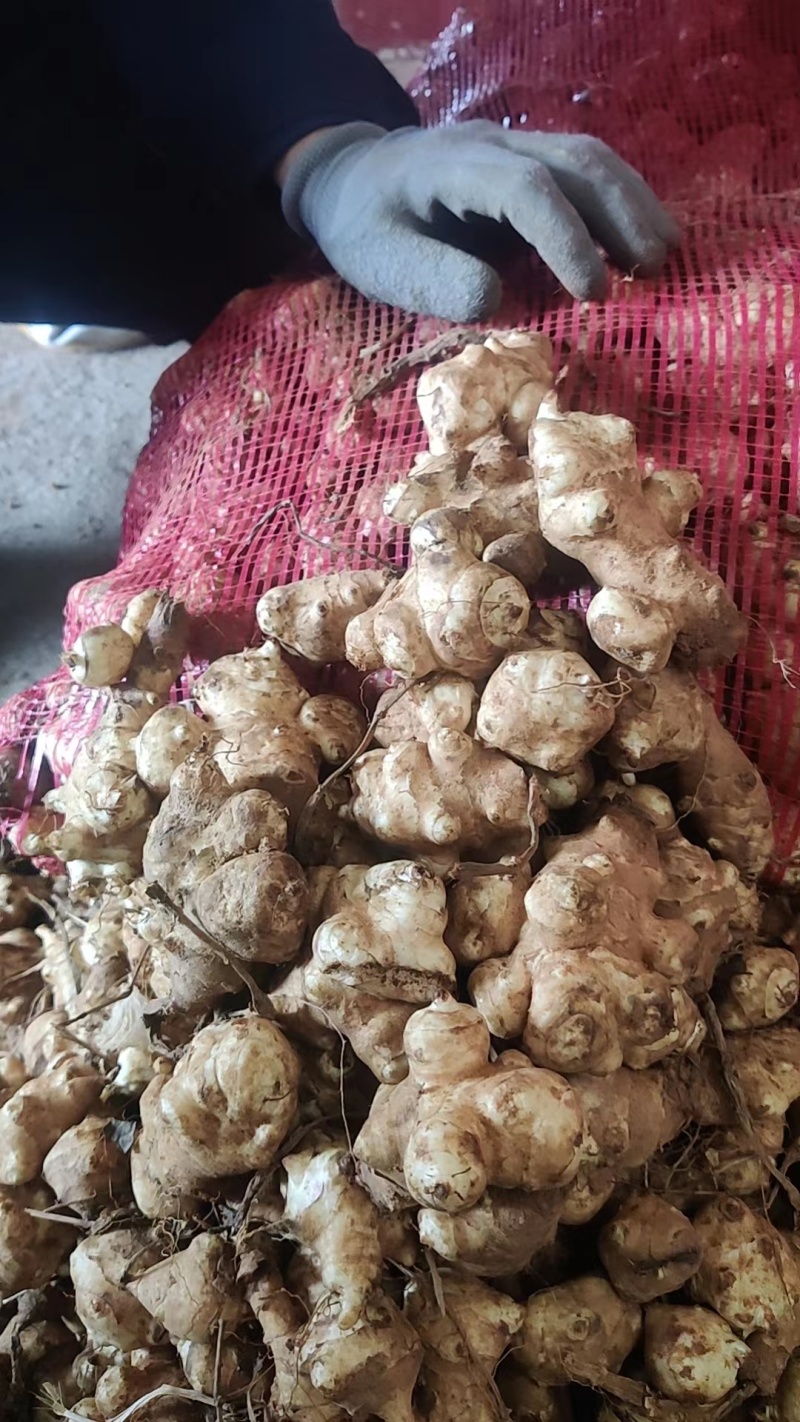 精品山东白洋姜种子量大从优质量保证欢迎咨询
