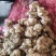 精品山东白洋姜种子量大从优质量保证欢迎咨询