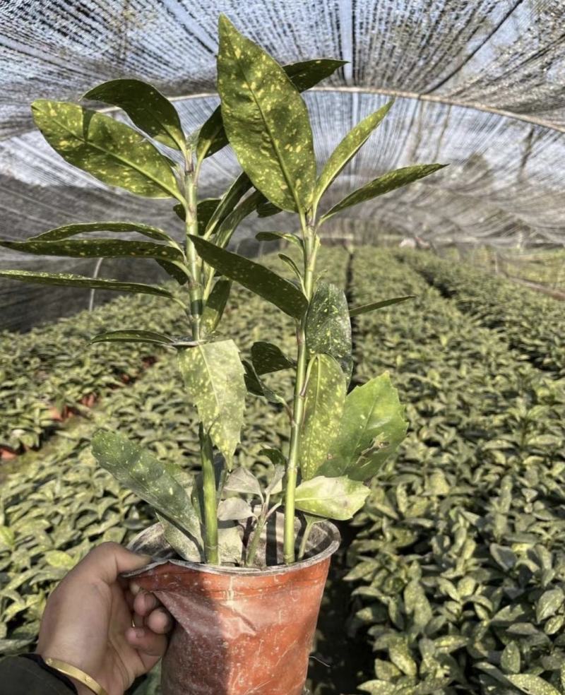 洒金珊瑚，常绿植物，庭院小区造景植物，易成活，规格齐全