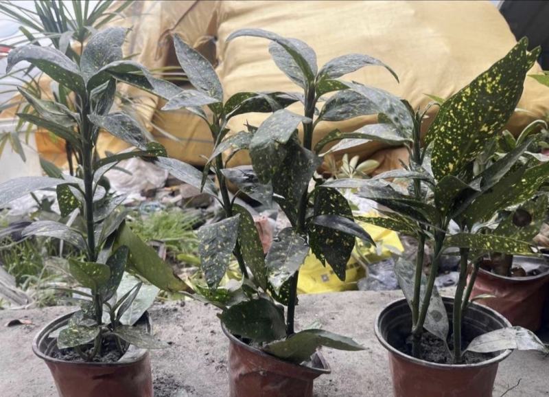 洒金珊瑚，常绿植物，庭院小区造景植物，易成活，规格齐全