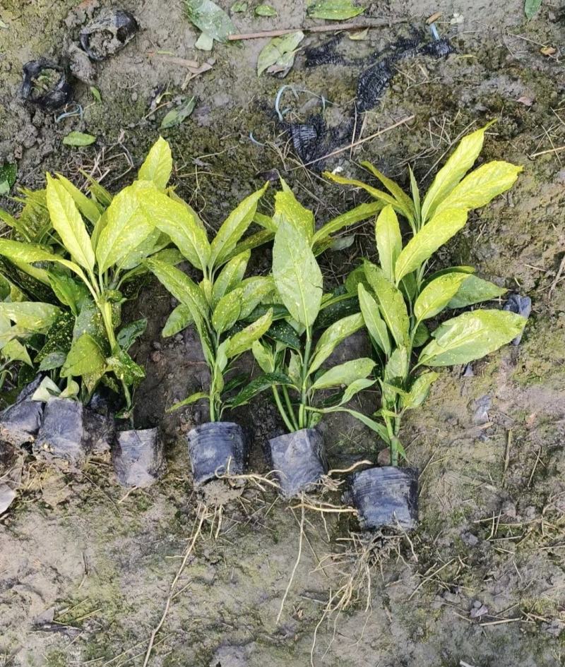 洒金珊瑚，常绿植物，庭院小区造景植物，易成活，规格齐全