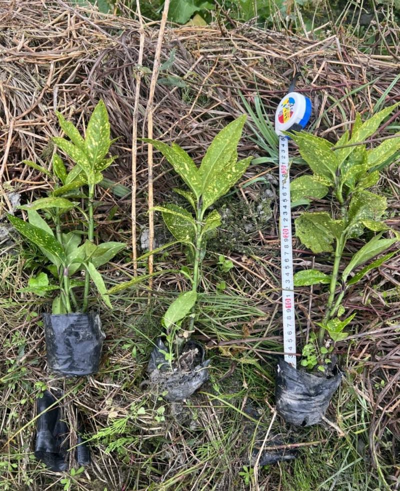 洒金珊瑚，常绿植物，庭院小区造景植物，易成活，规格齐全