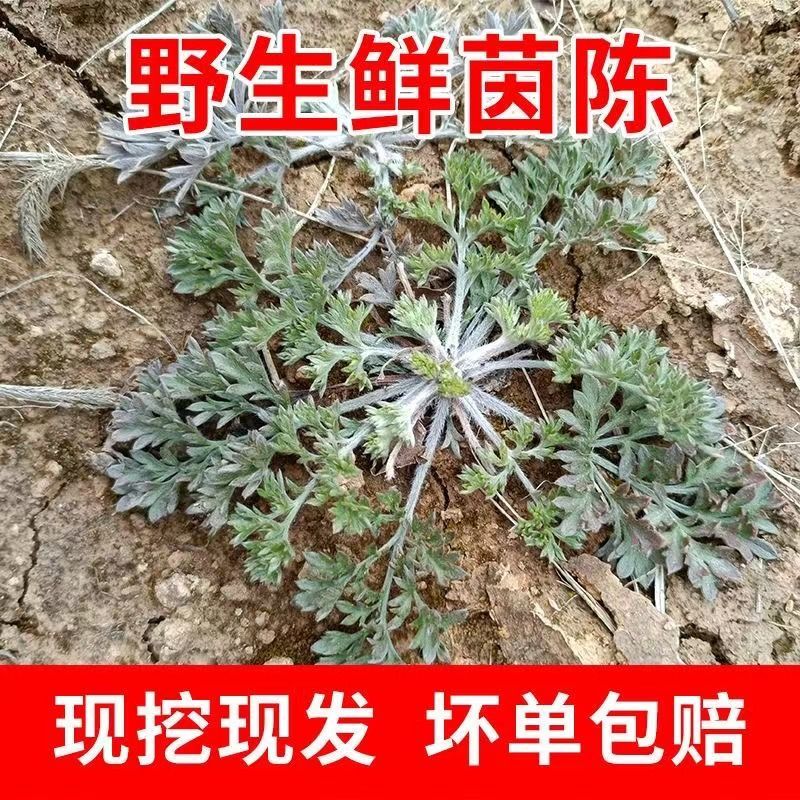 沂蒙山区野生茵陈新鲜现挖泡茶茵陈养生菜