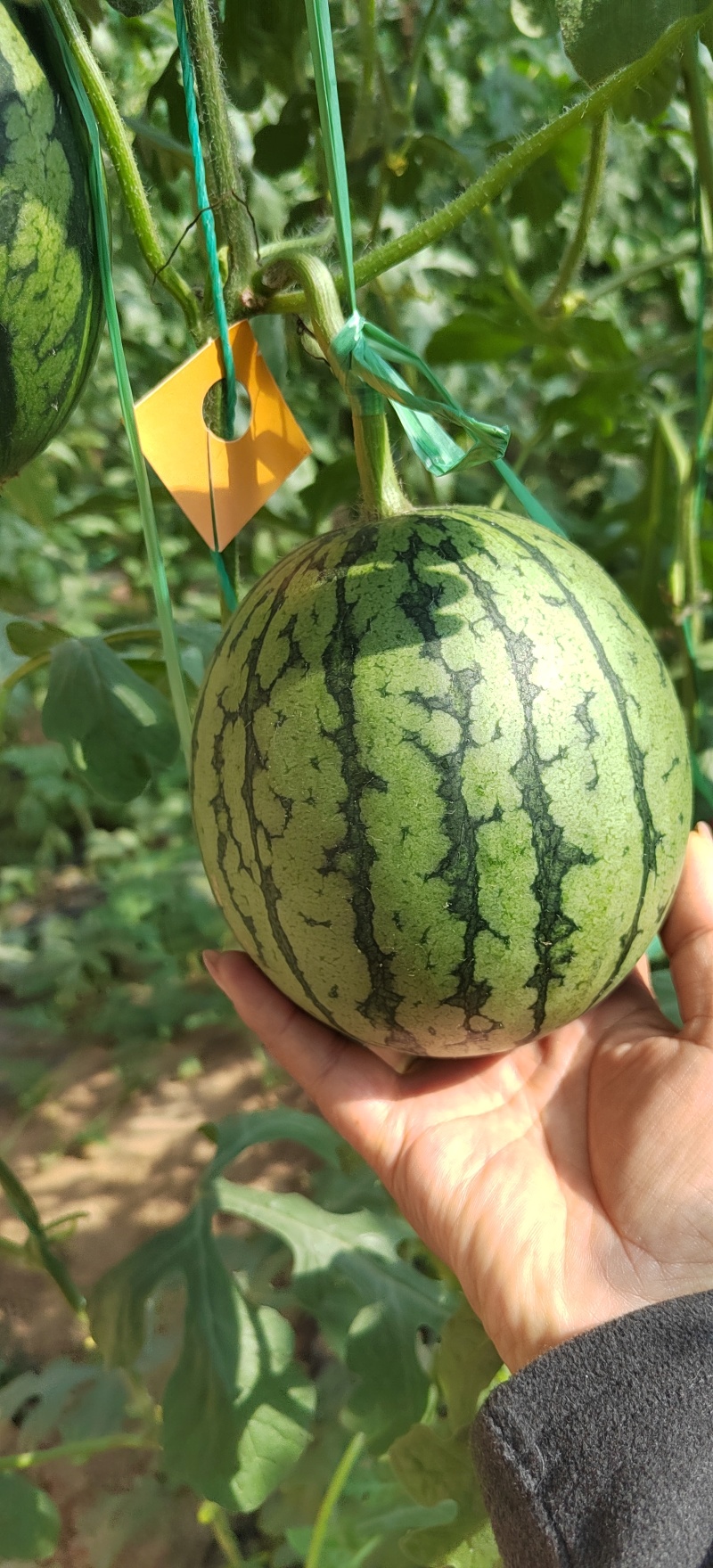 温室大棚2k小糖丸西瓜大量上市了，货源充足，价格便宜了