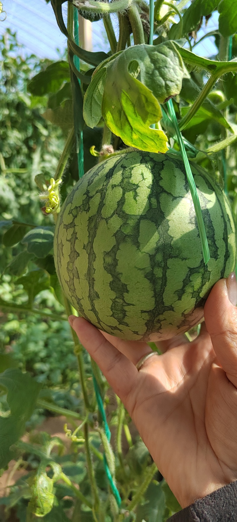 温室大棚2k小糖丸西瓜大量上市了，货源充足，价格便宜了