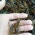 种虾小龙虾种虾批发小龙虾种苗价格小龙虾虾苗