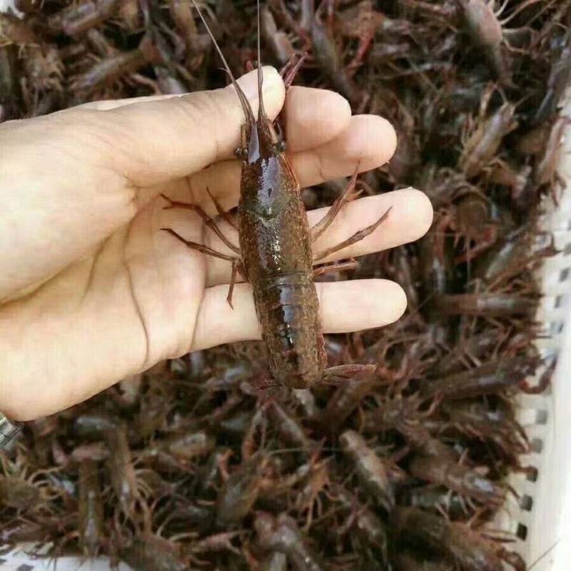 种虾小龙虾种虾批发小龙虾种苗价格小龙虾虾苗