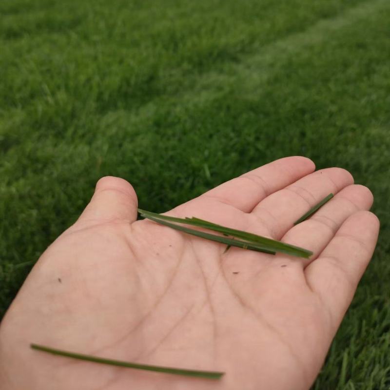 河北草坪草皮销售耐践踏高羊茅早熟禾果岭优质货源