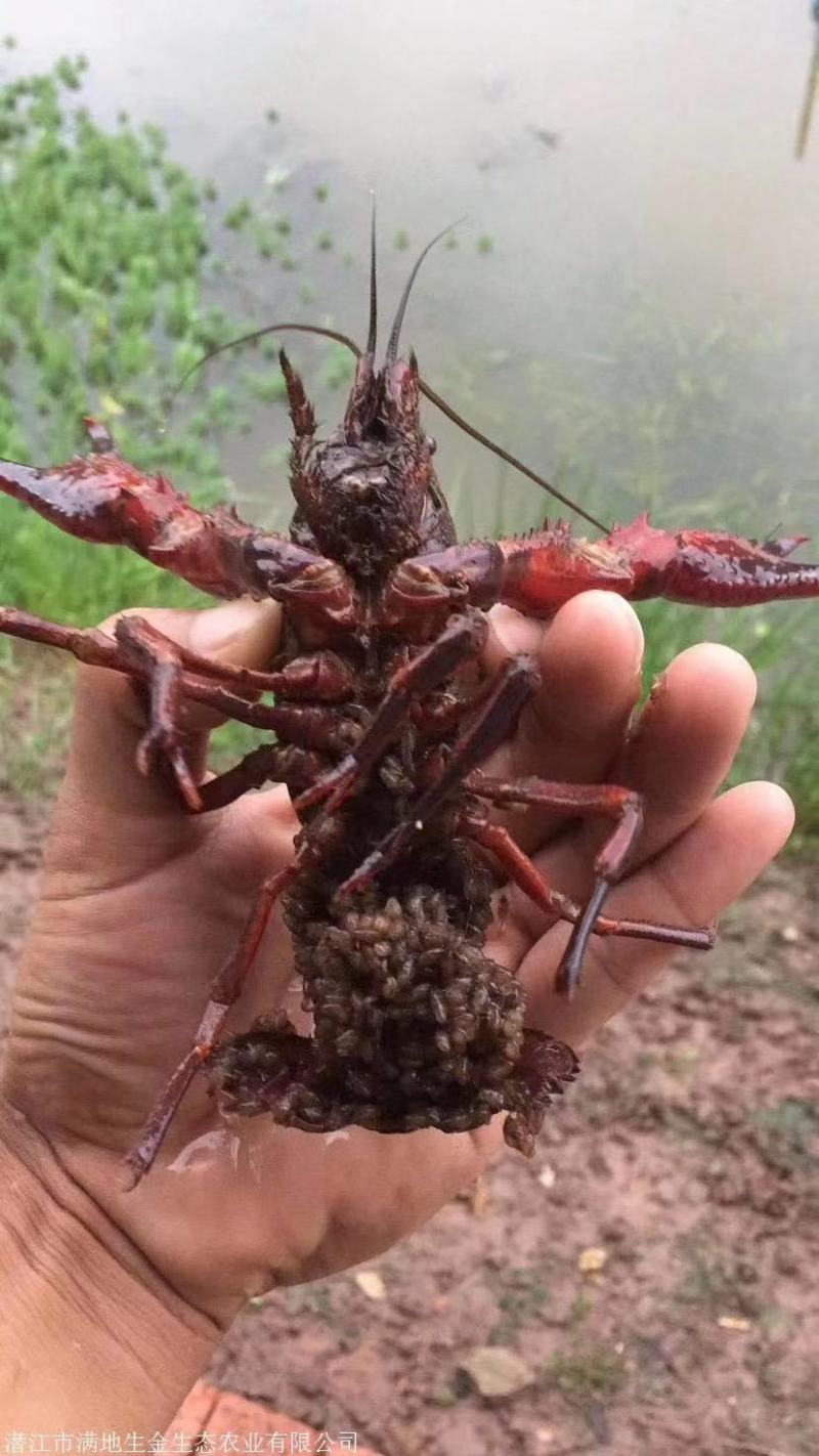 种虾小龙虾种虾批发小龙虾种苗价格小龙虾虾苗