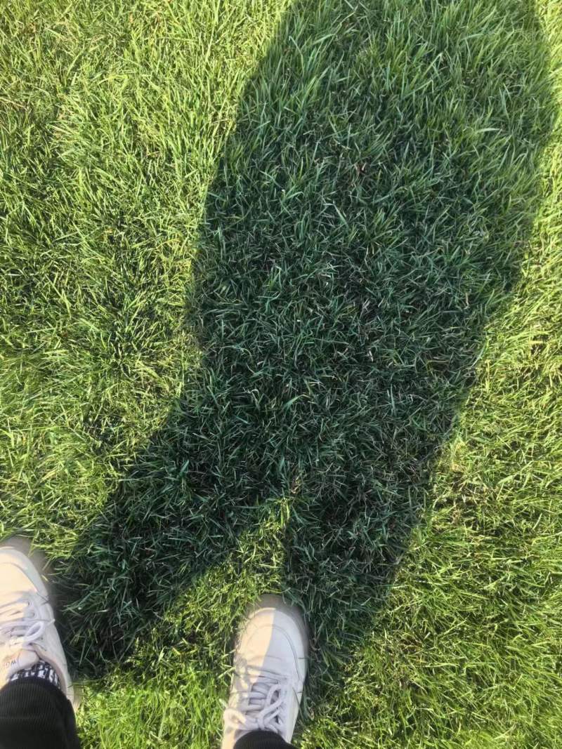 河北草坪草皮销售耐践踏高羊茅早熟禾果岭优质货源