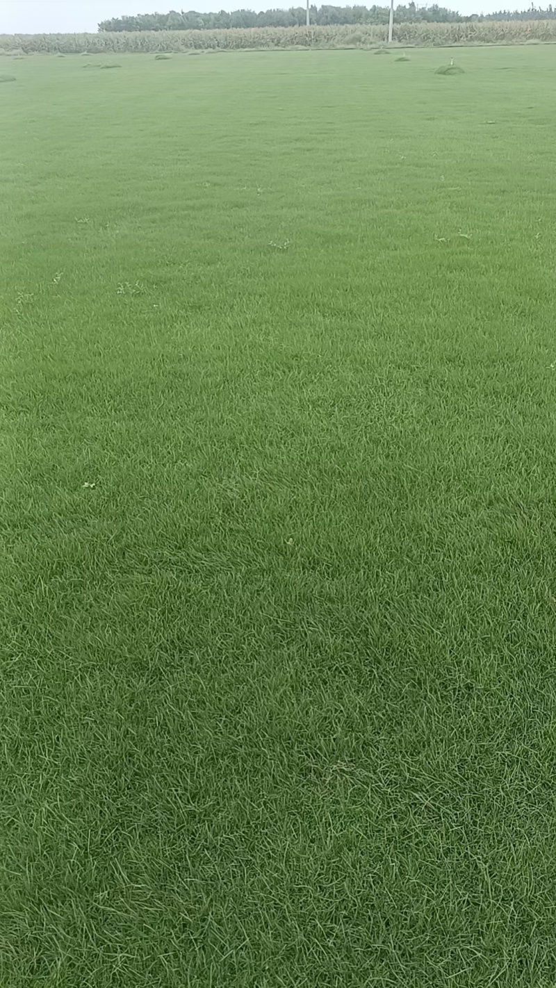河北草坪草皮销售耐践踏高羊茅早熟禾果岭优质货源